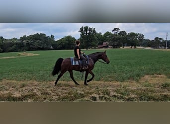 Fox trotter de Missouri, Caballo castrado, 6 años, 152 cm, Castaño rojizo