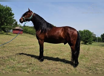 Fox trotter de Missouri, Caballo castrado, 6 años, 152 cm, Castaño rojizo