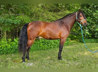 Fox trotter de Missouri, Caballo castrado, 6 años, 152 cm, Castaño rojizo