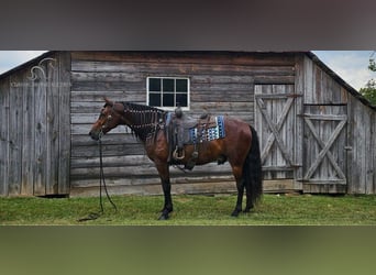 Fox trotter de Missouri, Caballo castrado, 6 años, 152 cm, Castaño rojizo