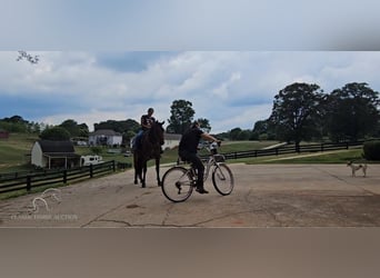 Fox trotter de Missouri, Caballo castrado, 6 años, 152 cm, Castaño rojizo