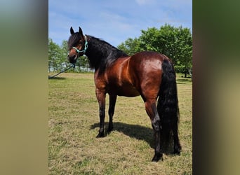 Fox trotter de Missouri, Caballo castrado, 6 años, 152 cm, Castaño rojizo