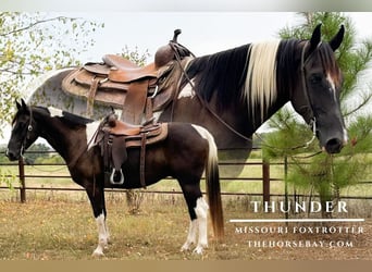 Fox trotter de Missouri, Caballo castrado, 6 años, 155 cm