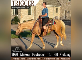 Fox trotter de Missouri, Caballo castrado, 6 años, 155 cm, Palomino
