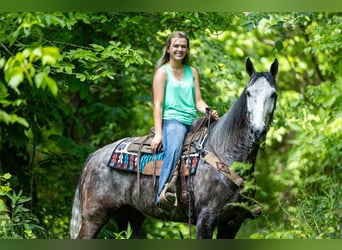 Fox trotter de Missouri, Caballo castrado, 6 años, 160 cm, Tordo