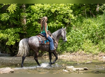 Fox trotter de Missouri, Caballo castrado, 6 años, 160 cm, Tordo