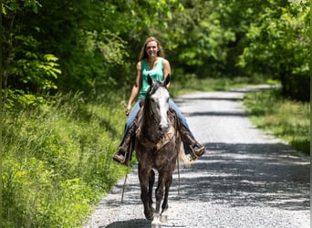 Fox trotter de Missouri, Caballo castrado, 6 años, 160 cm, Tordo