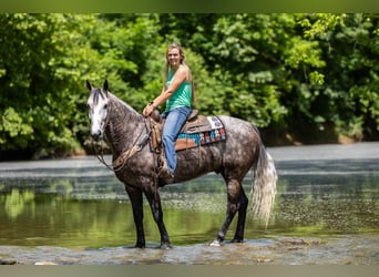 Fox trotter de Missouri, Caballo castrado, 6 años, 160 cm, Tordo