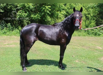 Fox trotter de Missouri, Caballo castrado, 7 años, 132 cm, Castaño rojizo