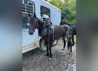 Fox trotter de Missouri, Caballo castrado, 7 años, 132 cm, Castaño rojizo