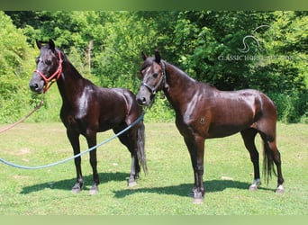 Fox trotter de Missouri, Caballo castrado, 7 años, 132 cm, Castaño rojizo