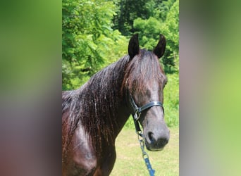 Fox trotter de Missouri, Caballo castrado, 7 años, 132 cm, Castaño rojizo