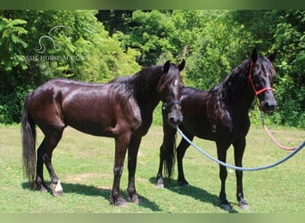 Fox trotter de Missouri, Caballo castrado, 7 años, 132 cm, Castaño rojizo