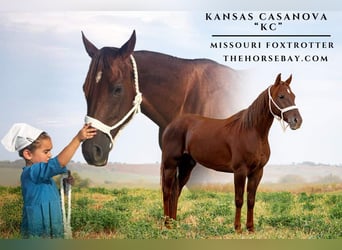Fox trotter de Missouri, Caballo castrado, 7 años, 150 cm, Alazán-tostado