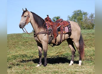 Fox trotter de Missouri, Caballo castrado, 7 años, 152 cm, Buckskin/Bayo