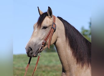 Fox trotter de Missouri, Caballo castrado, 7 años, 152 cm, Buckskin/Bayo