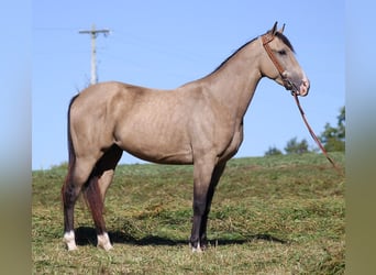 Fox trotter de Missouri, Caballo castrado, 7 años, 152 cm, Buckskin/Bayo