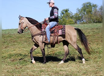 Fox trotter de Missouri, Caballo castrado, 7 años, 152 cm, Buckskin/Bayo