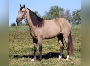 Fox trotter de Missouri, Caballo castrado, 7 años, 152 cm, Buckskin/Bayo