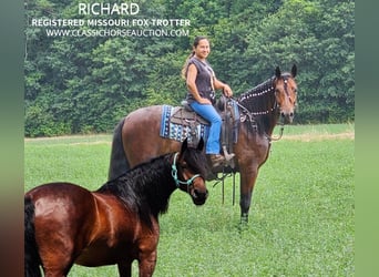 Fox trotter de Missouri, Caballo castrado, 7 años, 152 cm, Castaño rojizo