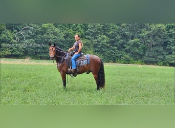 Fox trotter de Missouri, Caballo castrado, 7 años, 152 cm, Castaño rojizo