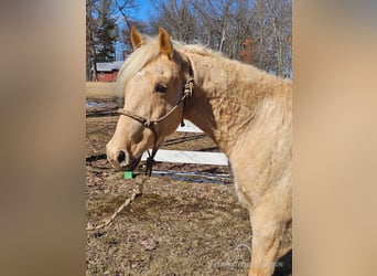 Fox trotter de Missouri, Caballo castrado, 7 años, 152 cm, Palomino