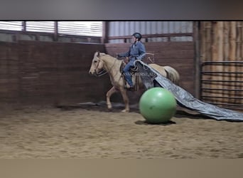 Fox trotter de Missouri, Caballo castrado, 7 años, 152 cm, Palomino