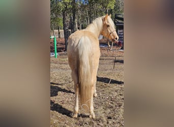 Fox trotter de Missouri, Caballo castrado, 7 años, 152 cm, Palomino