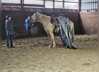 Fox trotter de Missouri, Caballo castrado, 7 años, 152 cm, Palomino