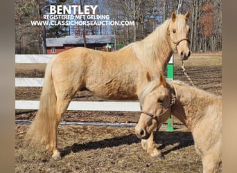 Fox trotter de Missouri, Caballo castrado, 7 años, 152 cm, Palomino