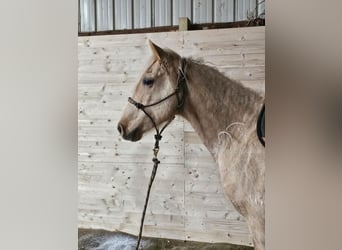 Fox trotter de Missouri, Caballo castrado, 7 años, 152 cm, Palomino