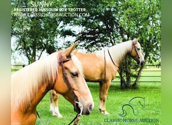 Fox trotter de Missouri, Caballo castrado, 7 años, 152 cm, Palomino