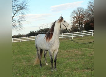 Fox trotter de Missouri, Caballo castrado, 7 años, 152 cm, Tordo