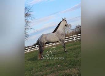 Fox trotter de Missouri, Caballo castrado, 7 años, 152 cm, Tordo