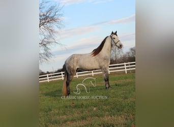 Fox trotter de Missouri, Caballo castrado, 7 años, 152 cm, Tordo