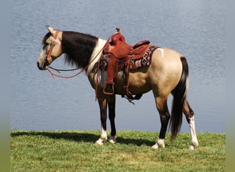 Fox trotter de Missouri, Caballo castrado, 7 años, 155 cm, Buckskin/Bayo