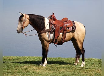 Fox trotter de Missouri, Caballo castrado, 7 años, 155 cm, Buckskin/Bayo