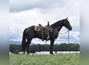 Fox trotter de Missouri, Caballo castrado, 7 años, 155 cm, Negro