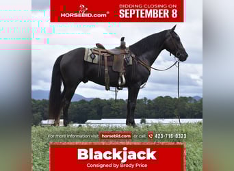 Fox trotter de Missouri, Caballo castrado, 7 años, 155 cm, Negro