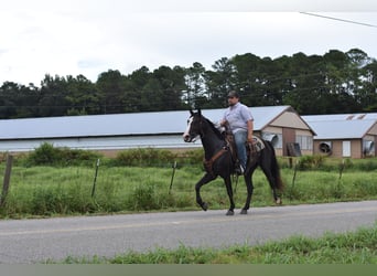Fox trotter de Missouri, Caballo castrado, 7 años, 155 cm, Negro