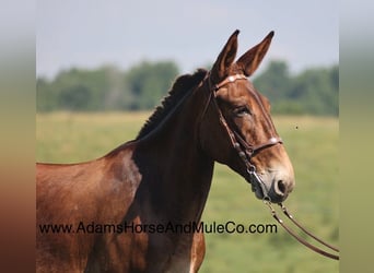 Fox trotter de Missouri, Caballo castrado, 7 años, 157 cm, Castaño rojizo