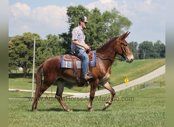 Fox trotter de Missouri, Caballo castrado, 7 años, 157 cm, Castaño rojizo