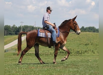 Fox trotter de Missouri, Caballo castrado, 7 años, 157 cm, Castaño rojizo