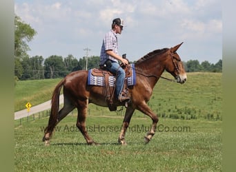 Fox trotter de Missouri, Caballo castrado, 7 años, 157 cm, Castaño rojizo