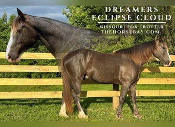 Fox trotter de Missouri, Caballo castrado, 7 años, 160 cm, Negro