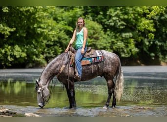 Fox trotter de Missouri, Caballo castrado, 7 años, 160 cm, Tordo