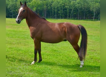 Fox trotter de Missouri, Caballo castrado, 8 años, 142 cm, Castaño rojizo