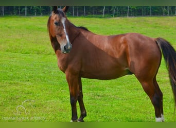 Fox trotter de Missouri, Caballo castrado, 8 años, 142 cm, Castaño rojizo