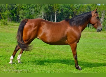 Fox trotter de Missouri, Caballo castrado, 8 años, 142 cm, Castaño rojizo