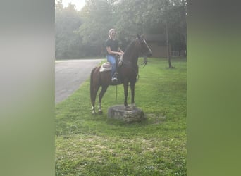 Fox trotter de Missouri, Caballo castrado, 8 años, 142 cm, Castaño rojizo